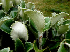Macrolearia colensoi
