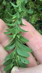 Tmesipteris tannensis