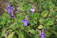 Streptocarpus saxorum