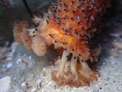 Apostichopus parvimensis