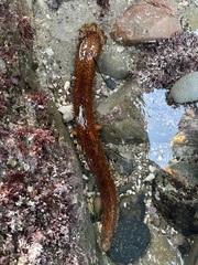 Apostichopus parvimensis