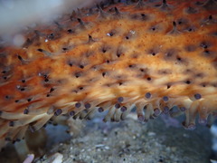 Apostichopus parvimensis