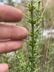 Catesbaea parviflora