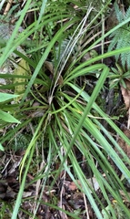 Libertia