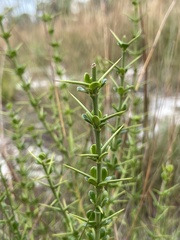 Catesbaea parviflora