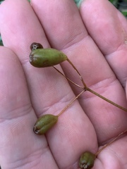 Libertia