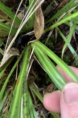 Libertia