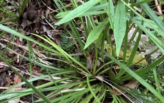 Libertia