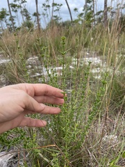 Catesbaea parviflora