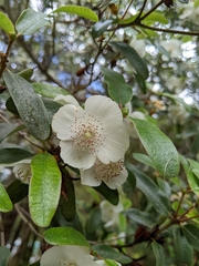 Eucryphia lucida