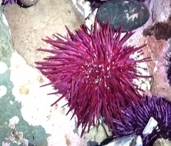 Mesocentrotus franciscanus