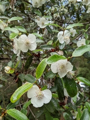 Eucryphia lucida