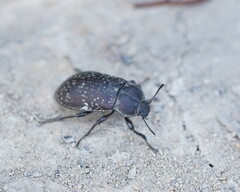 Lepispilus rotundicollis