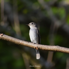 Muscicapa dauurica