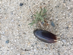 Hydrophilus triangularis