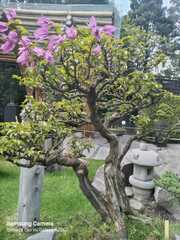 Magnolia liliiflora