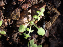 Nemophila