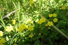 Potentilla chinensis