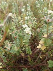 Pimelea villosa