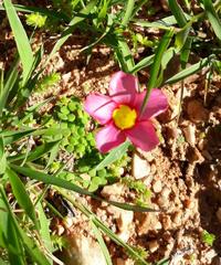 Oxalis inaequalis