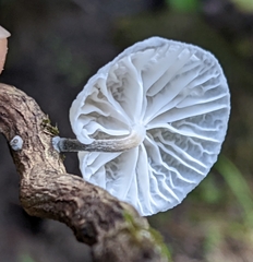 Marasmiellus candidus