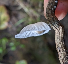 Marasmiellus candidus