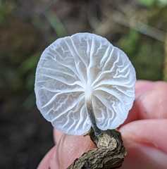 Marasmiellus candidus