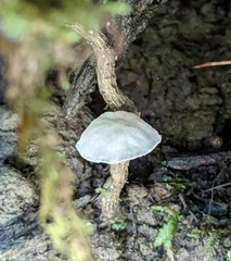 Marasmiellus candidus