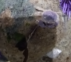 Glebocarcinus oregonensis