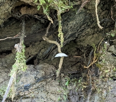 Marasmiellus candidus