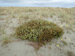 Pimelea villosa