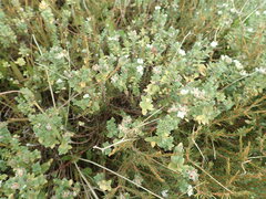 Pimelea villosa