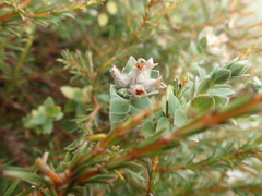 Pimelea villosa