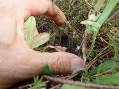 Pimelea villosa