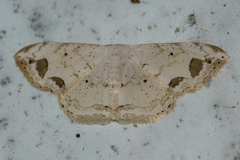 Scopula butleri