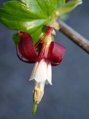 Ribes californicum