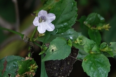 Strobilanthes flexicaulis