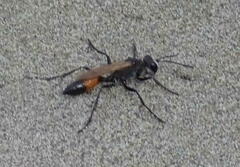 Podalonia tydei suspiciosa