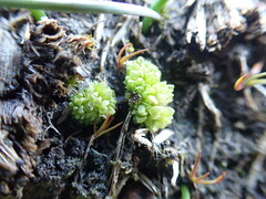 Sphaerocarpos texanus