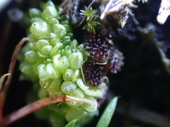 Sphaerocarpos texanus