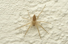 Dolomedes facetus