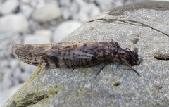 Archichauliodes diversus