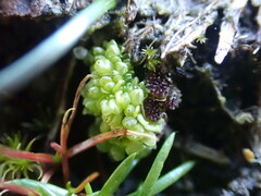 Sphaerocarpos texanus