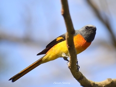 Pericrocotus cinnamomeus