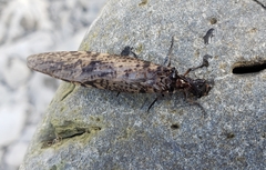 Archichauliodes diversus