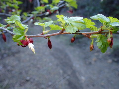 Ribes californicum