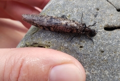 Archichauliodes diversus