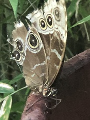Morpho helenor