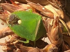 Ocirrhoe unimaculata