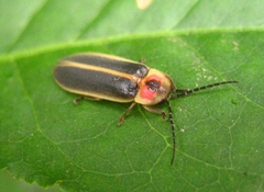 Photinus pyralis